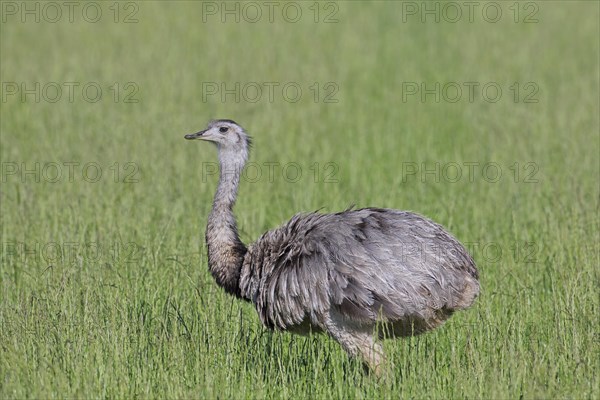 Greater rhea