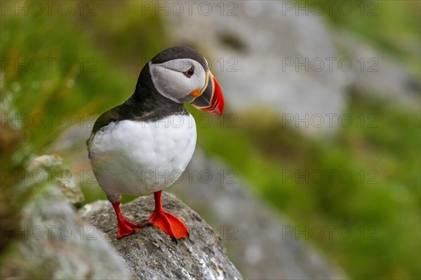 Puffin