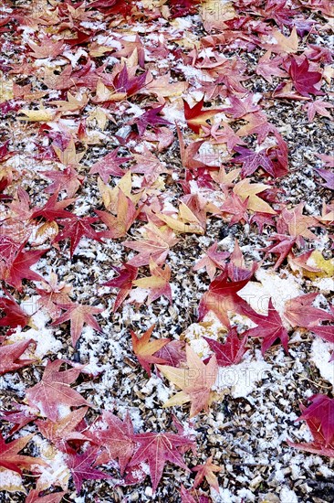 Leaves of the sweetgum