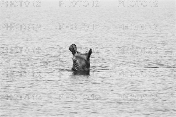 Hippos
