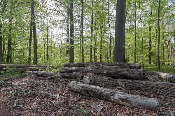 Waste wood