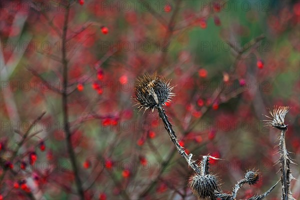 Dry thistle in autumn