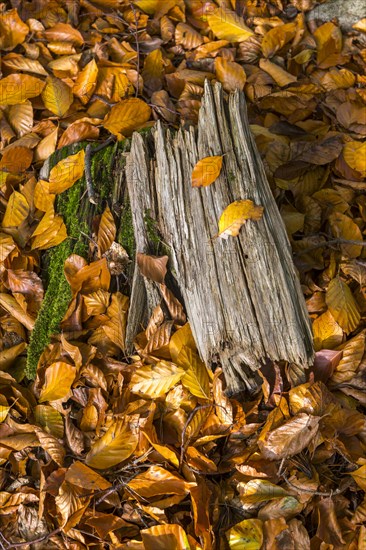 Wooden stump in autumn forest with beech leaves