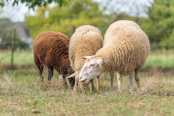 Sheep in a pen in early autumn. Alsace France