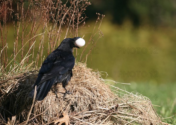 Carrion crow