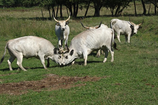 Hungarian domestic cattle