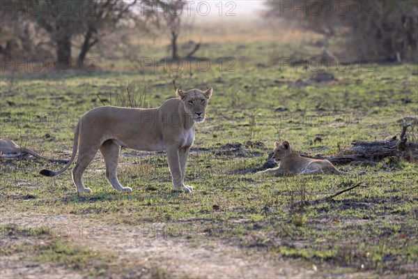 Lion