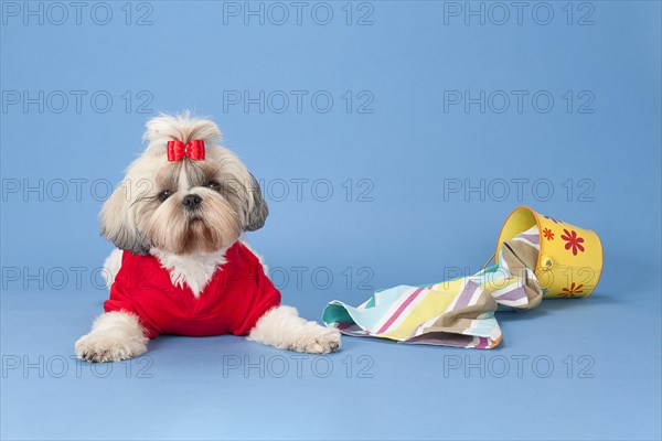 Shih-Tzu bitch
