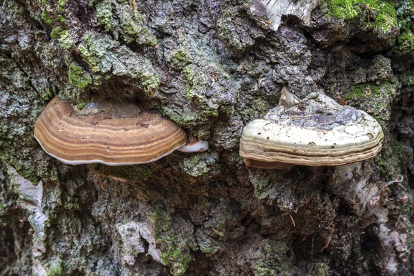 Fungus