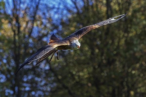 Red Kite
