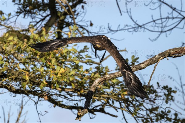 Steppe eagle