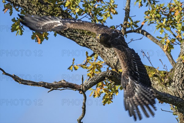 Steppe eagle