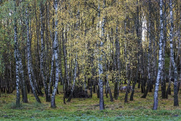 Birches