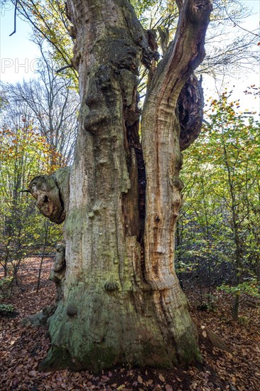 Dead English oak