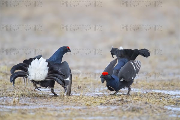 Black Grouse