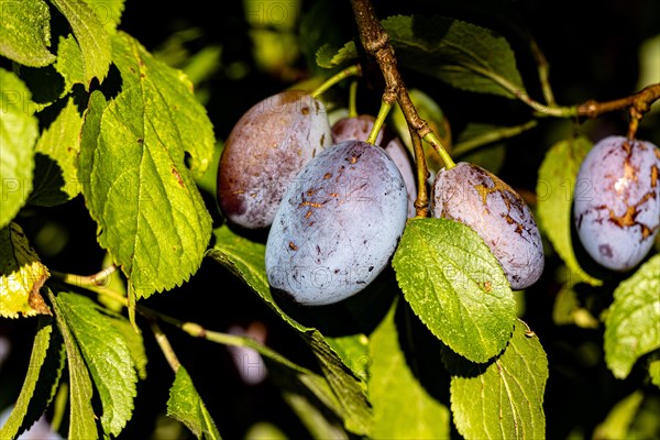 Time for the plum harvest