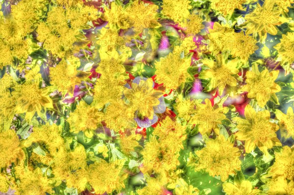 Flowers creative