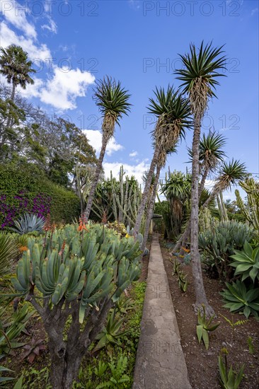 Cacti