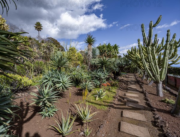Cacti
