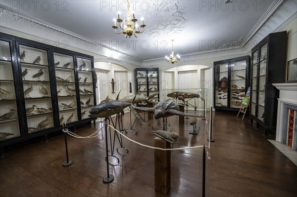 Exhibition room with stuffed animals