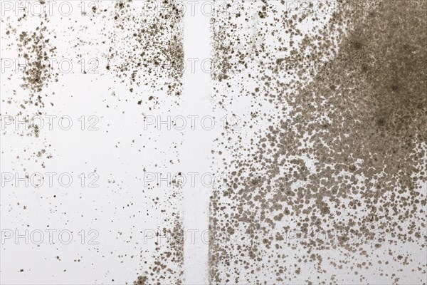 Aspergillus fungal mold growing on white room wall