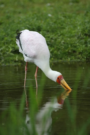 African yellow-billed stork