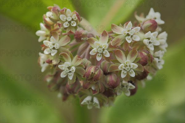 Common milkweed