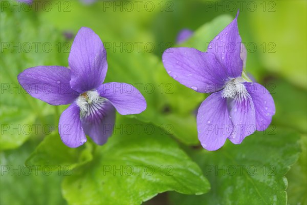 Two flowers of the wood violet