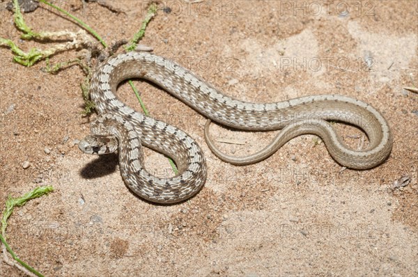 Little brown snake
