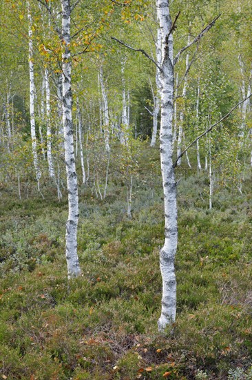 Birch forest and blueberry bushes in the high moor near Les Ponts-de-Martel