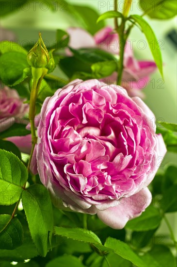 Rose Mary Rose