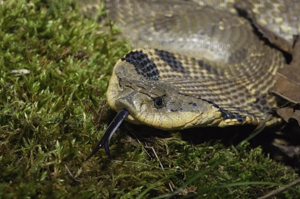 Eastern hognose snake