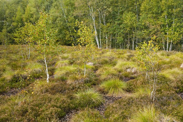 Birches and heather in the high moor near Les Ponts-de-Martel in the canton of Neuchatel