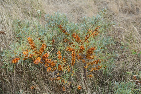 Bush common sea-buckthorn