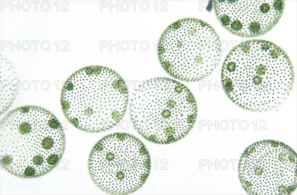 Volvox Colony