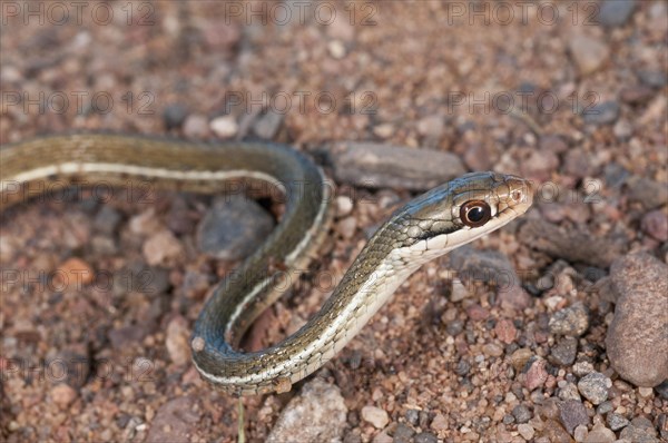 Peninsula ribbon snake