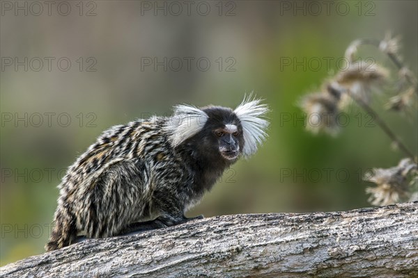 Common marmoset
