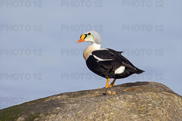 King eider