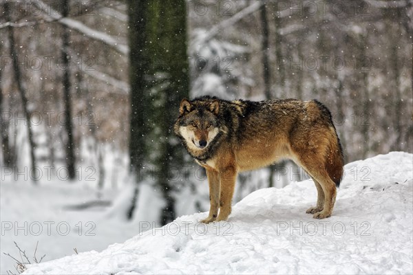 Gray wolf