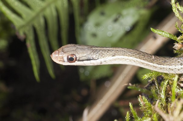 Peninsula ribbon snake