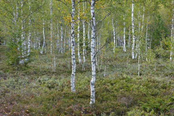Birch forest and blueberry bushes in the high moor near Les Ponts-de-Martel