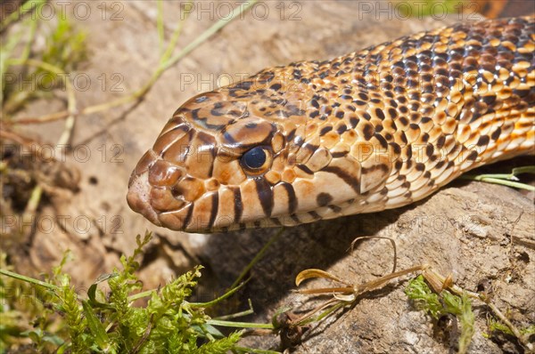 West Texas bull snake