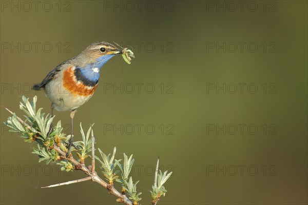 White-starred white-spotted bluethroat