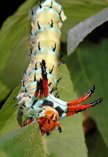Citheronia regalis Catepillar