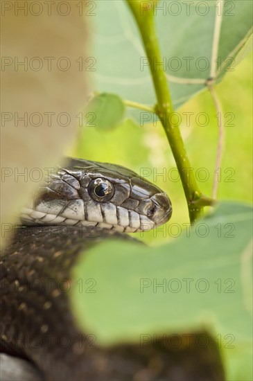 Black rat snake
