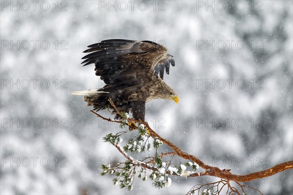 White-tailed Eagle
