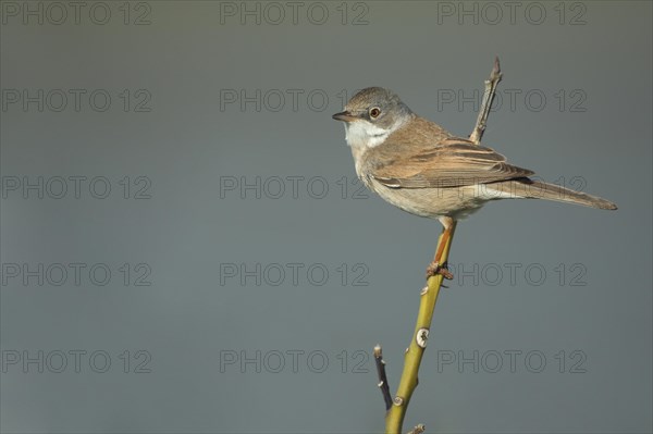 Common whitethroat