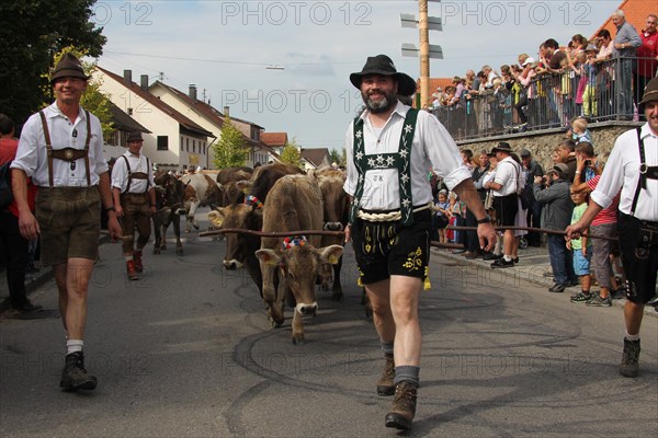 Cattle seperation in the Allgaeu