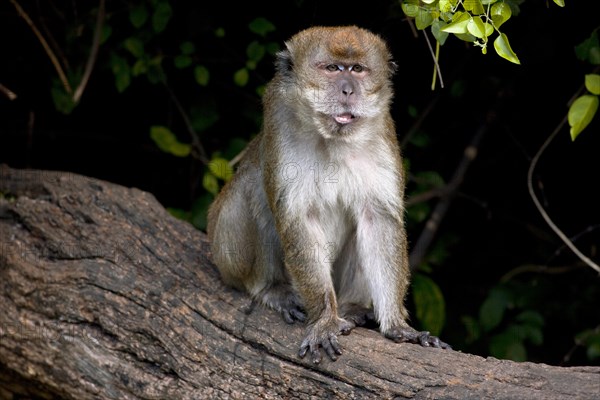 The Crab-eating Macaque