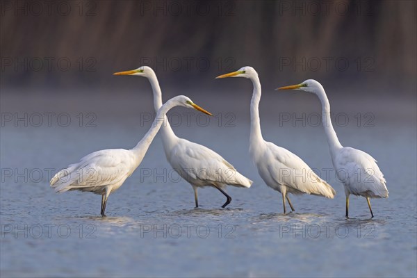 Great egret